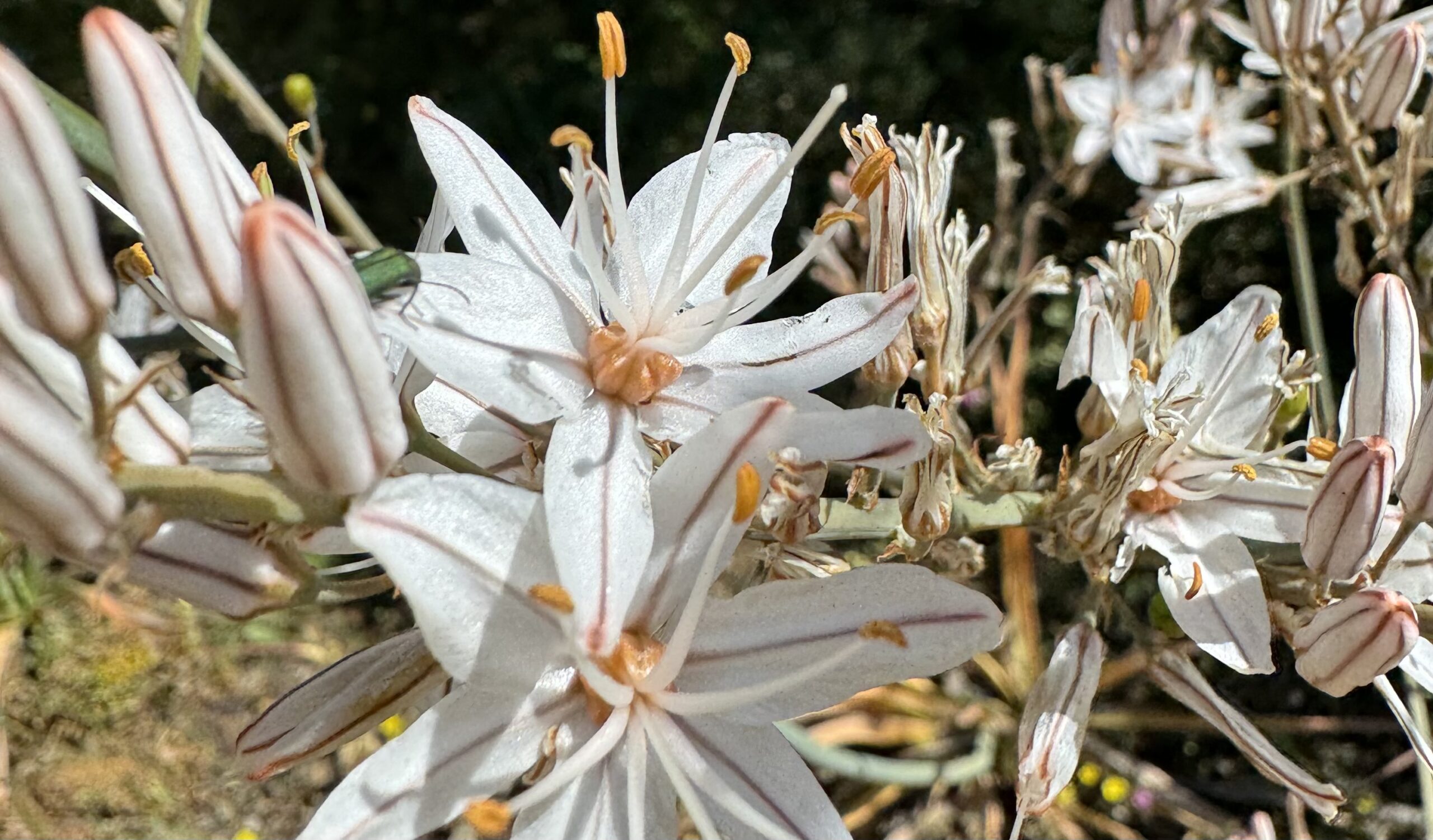 Meseta Flora